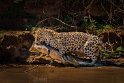 003 Noord Pantanal, jaguar